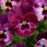 Viola X Wittrockiana Cool Wave Raspberry Spreading Pansy