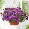 Viola X Wittrockiana Cool Wave Raspberry Spreading Pansy