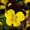 Viola X Wittrockiana Cool Wave Red Wing Spreading Pansy