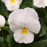Viola X Wittrockiana Cool Wave White Spreading Pansy