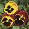 Viola X Wittrockiana Fire Pansy