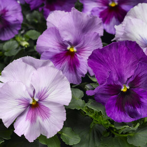 Viola X Wittrockiana Lavender Shades Pansy