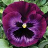 Viola X Wittrockiana Neon Violet Pansy