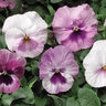 Viola X Wittrockiana Pink Shades Pansy