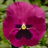 Viola X wittrockiana Rose Blotch Pansy