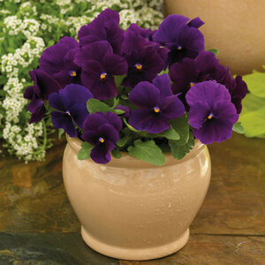 Viola X Hybrida ColorMax Clear Purple Large-Flowered Viola