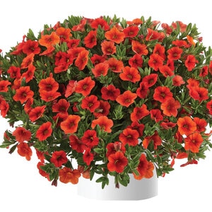 Calibrachoa x hybrida Orange Mini Petunia 10 Count Flat