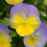 Viola Cornuta Halo Lemon Frost Horned Violet