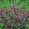 Baptisia X Burgundy Blast False Indigo