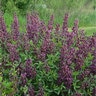 Baptisia X Burgundy Blast False Indigo