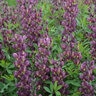 Baptisia X Burgundy Blast False Indigo