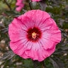 Hibiscus X Inner Glow Rose Mallow