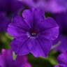Petunia X Hybrida ColorRush Blue Petunia