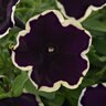 Petunia X Hybrida ColorRush Blueberries & Cream Petunia