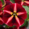 Petunia X Hybrida ColorRush Merlot Star Petunia