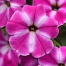 Petunia X Hybrida ColorRush Pink Star Petunia