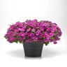 Petunia X Hybrida ColorRush Pink Star Petunia