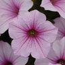 Petunia x hybrida ColorRush Pink Vein Petunia