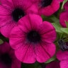 Petunia X Hybrida ColorRush Purple Petunia