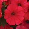 Petunia x hybrida ColorRush Watermelon Red Petunia
