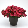 Petunia x hybrida ColorRush Watermelon Red Petunia