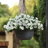 Petunia X Hybrida ColorRush White Petunia