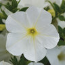 Petunia X Hybrida ColorRush White Petunia