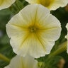 Petunia X Hybrida ColorRush Yellow Petunia