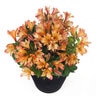 Alstroemeria x hybrida Inticancha Bryce Peruvian Lily