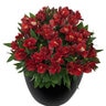 Alstroemeria X Hybrida Inticancha Doba Peruvian Lily