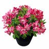 Alstroemeria X Hybrida Inticancha Romance Peruvian Lily