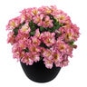 Alstroemeria X Hybrida Inticancha Sunshine Peruvian Lily