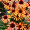 Echinacea X Prima Tiger Coneflower