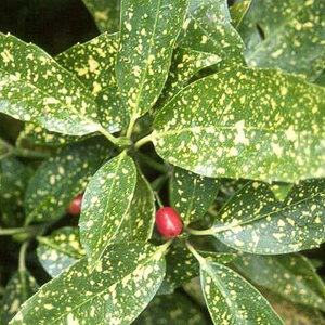 Aucuba japonica Variegata Nana Dwarf Variegated Spotted Laurel 3 gal. Container