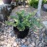 Distylium X Cast in Bronze Distylium 3 gal. Container