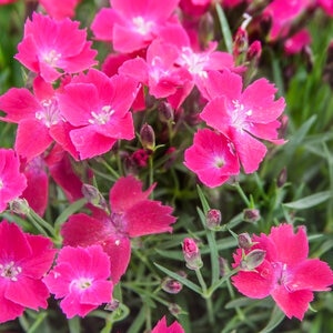 Dianthus X Kahori Scarlet Pinks 1 gal. Container