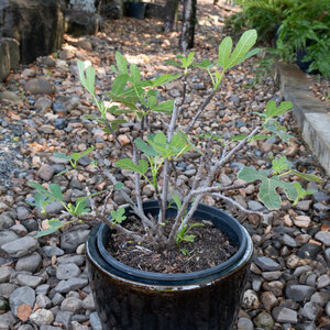 Ficus Carica Olympian Fig 3 gal. Container