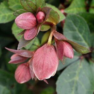 Helleborus X Glandorfensis HGC Ice N Roses Red Lenten Rose