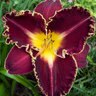 Hemerocallis X Storm of the Century Daylily