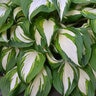 Hosta Vulcan Plantain Lily
