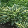 Hosta X Lakeside Dragonfly Plantain Lily