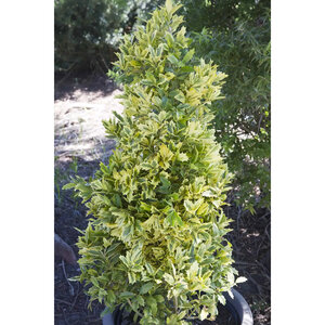 Ilex X Golden Oakland Holly