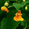 Impatiens Capensis Jewelweed (Spotted Touch-Me-Not)