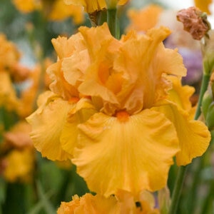 Iris Germanica Savannah Sunset Tall Bearded Iris 
