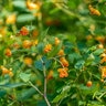 Impatiens Capensis Jewelweed (Spotted Touch-Me-Not)
