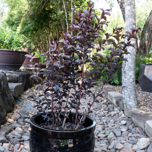 Lagerstroemia X Ebony Fire Crape Myrtle