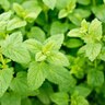 Melissa Officinalis Lemon Balm