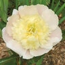 Paeonia Lactiflora Primevere Peony