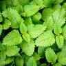 Melissa Officinalis Lemon Balm