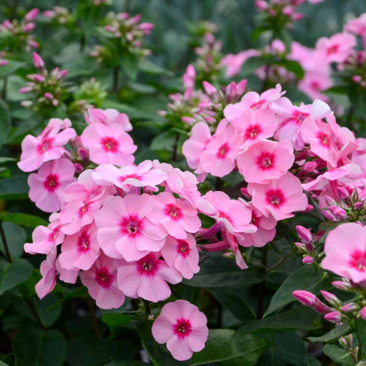 Phlox X Early Start Pink Dark Eye Phlox | SiteOne US